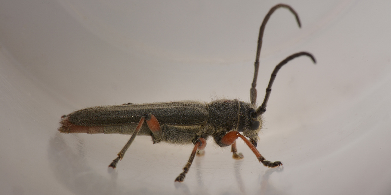 Phytoecia sp? - Phytoecia vulneris